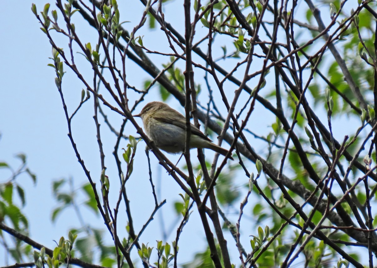 Common Chiffchaff - Francisco Javier Calvo lesmes