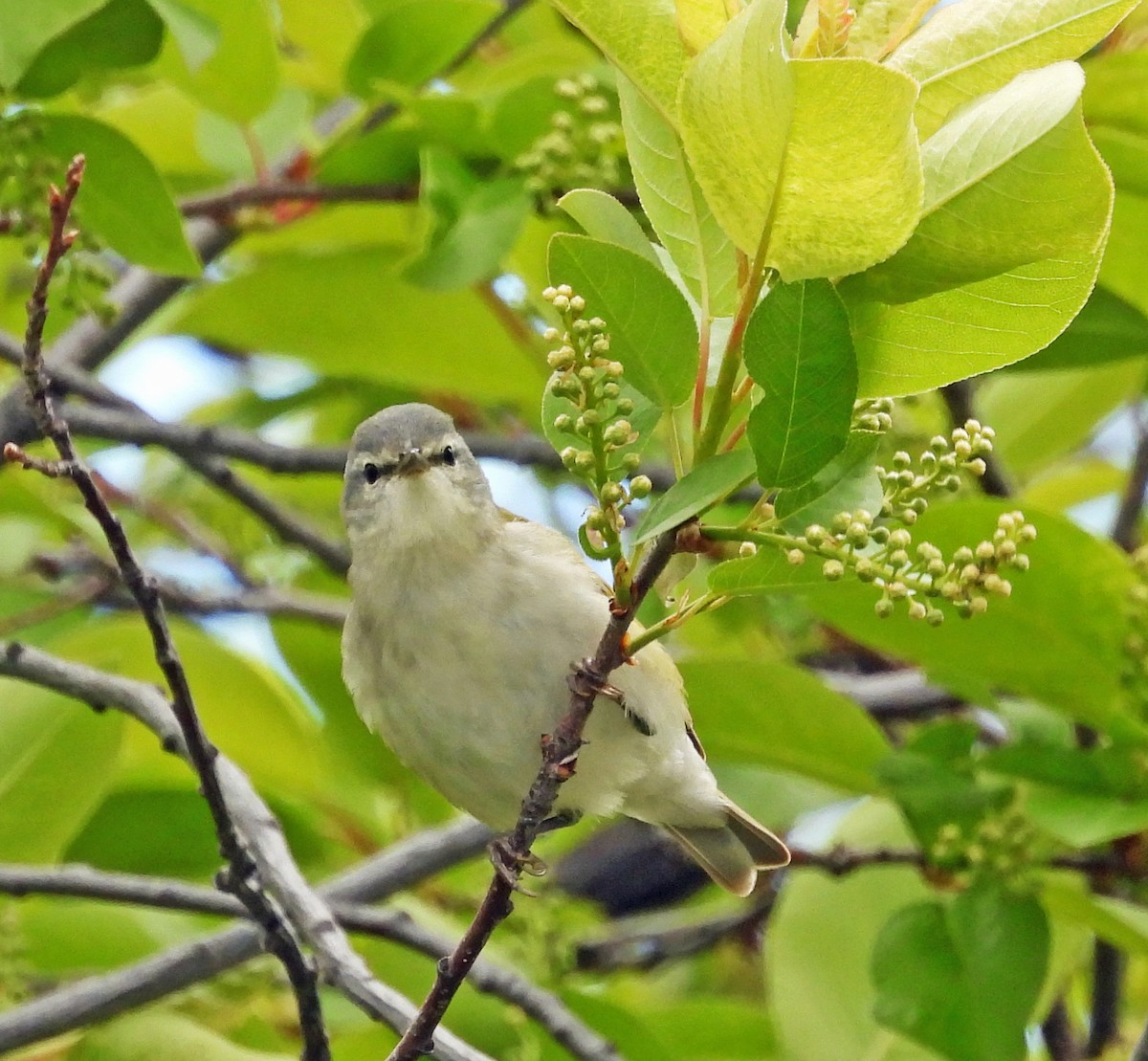 Tennessee Warbler - Sharon Dewart-Hansen