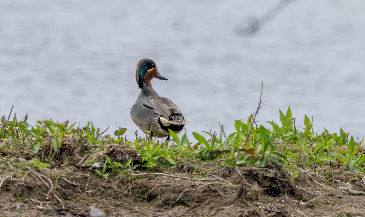 Green-winged Teal - Jim Carroll