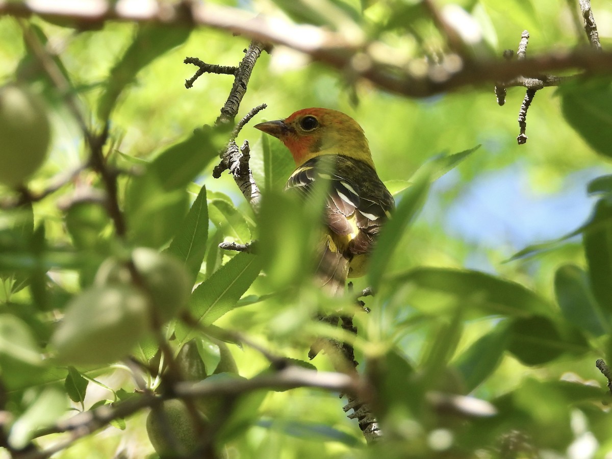 Western Tanager - Steve Houston