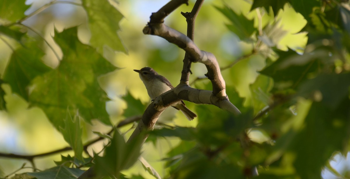 Warbling Vireo - Dan Rauch