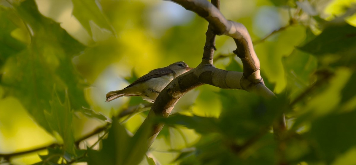 Warbling Vireo - Dan Rauch