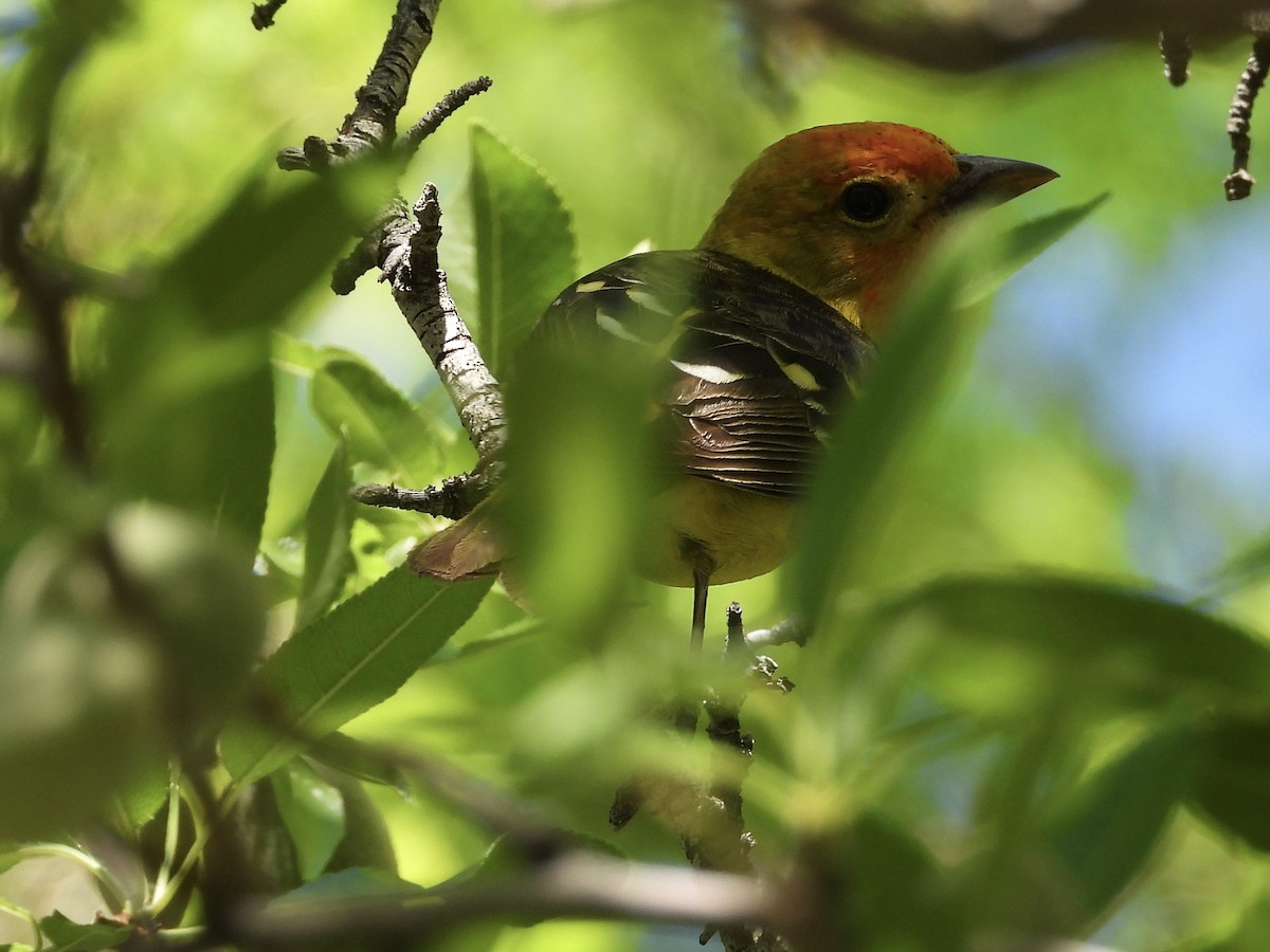 Western Tanager - Steve Houston