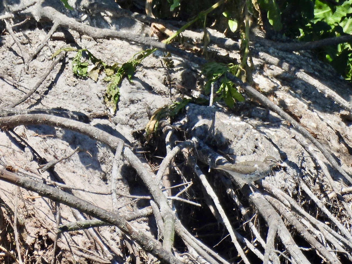 Spotted Sandpiper - Laurie Miraglia