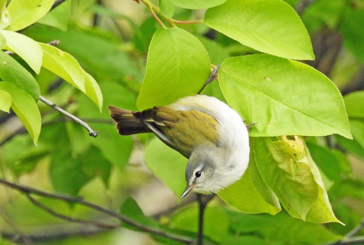 Tennessee Warbler - Sharon Dewart-Hansen