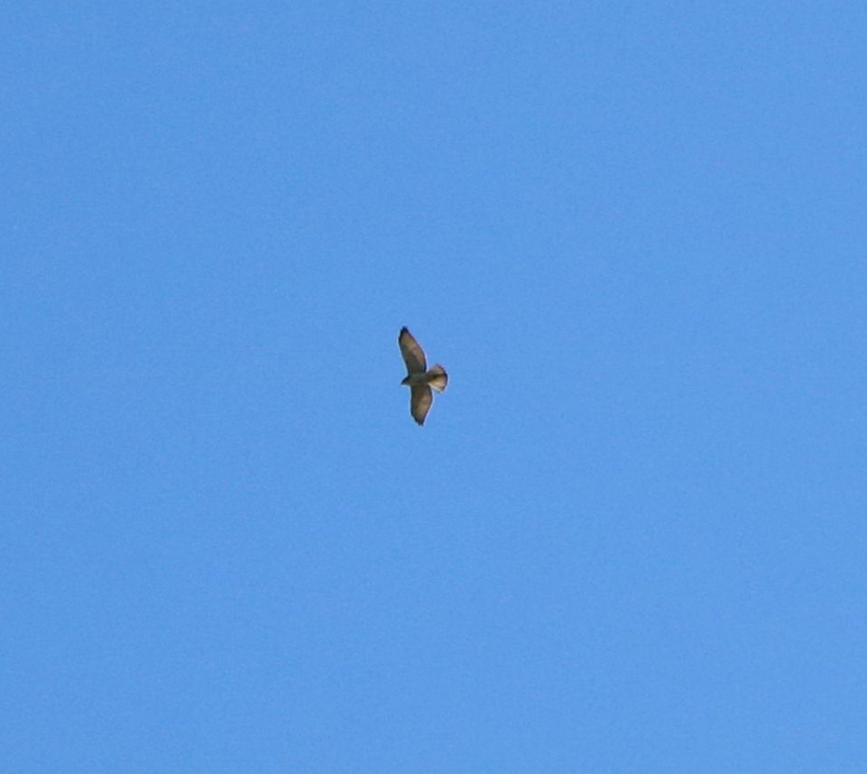 Swainson's Hawk - Lisa Maier