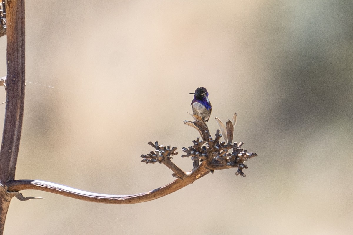 Colibrí de Costa - ML619502922