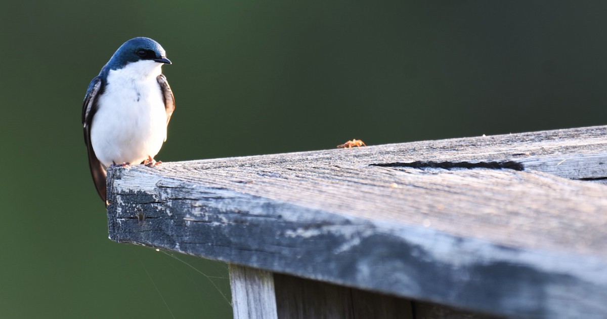 Tree Swallow - Dan Rauch