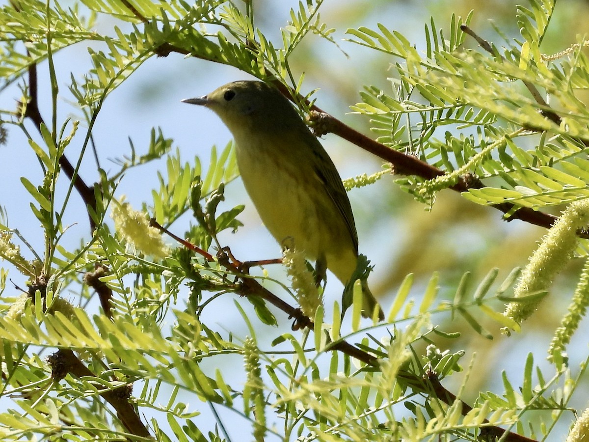 Yellow Warbler - Steve Houston