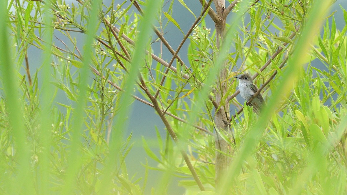 Olive-spotted Hummingbird - Miguel Aguilar @birdnomad