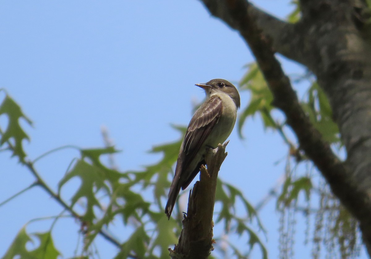 Eastern Wood-Pewee - Ernie LeBlanc