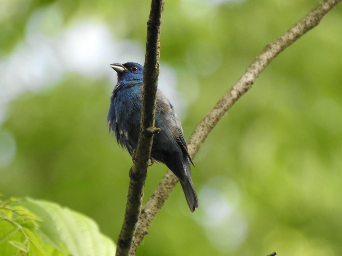 Indigo Bunting - Ron Marek