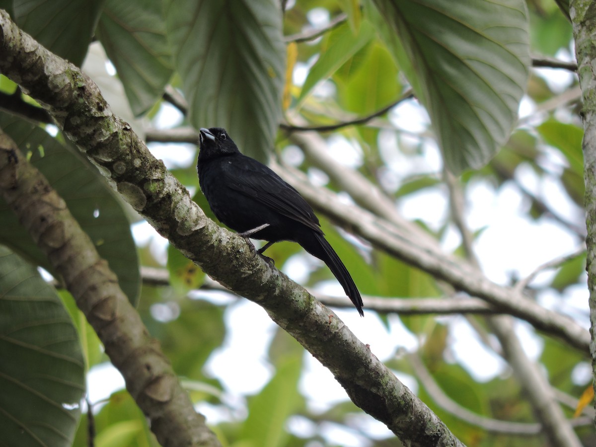 White-lined Tanager - Juan pinzon