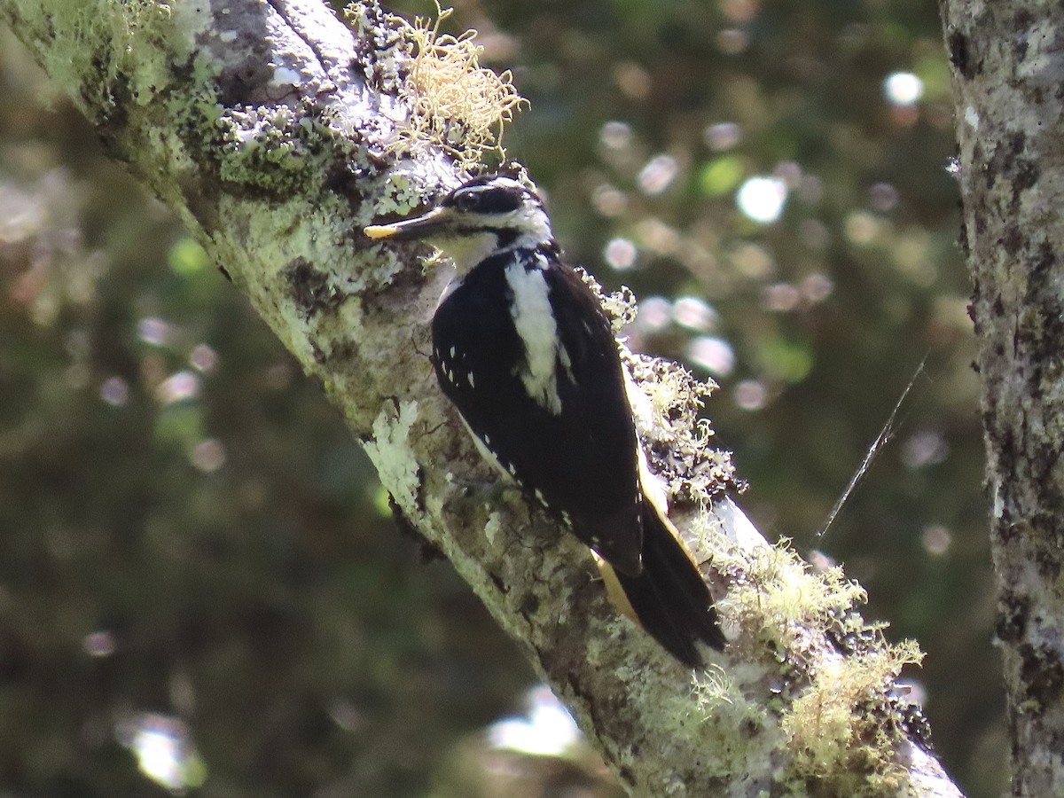 Hairy Woodpecker - Alane Gray