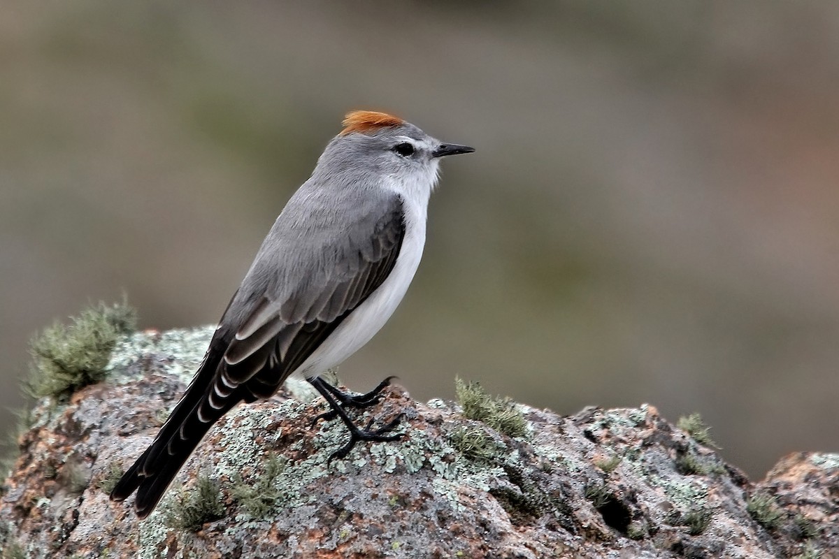 Rufous-naped Ground-Tyrant - Adrián Braidotti