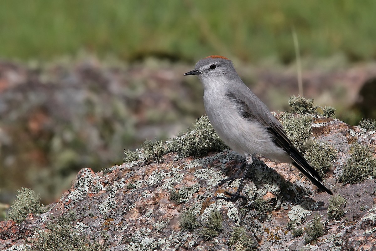 Rufous-naped Ground-Tyrant - ML619502939