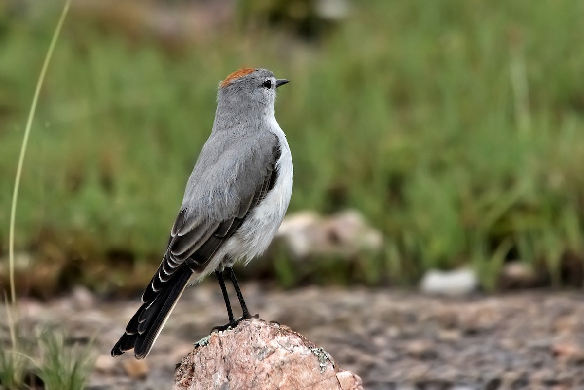 Rufous-naped Ground-Tyrant - Adrián Braidotti