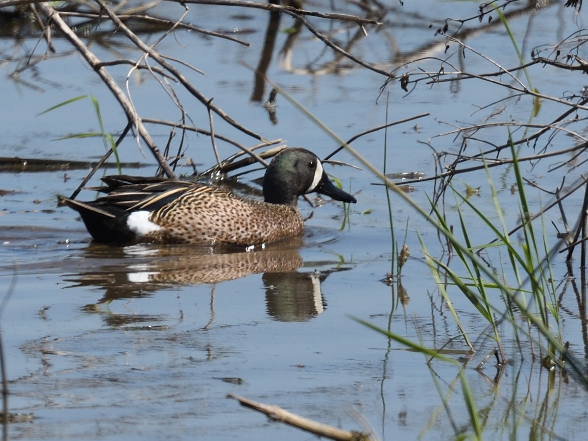 Blue-winged Teal - Colin Fisher