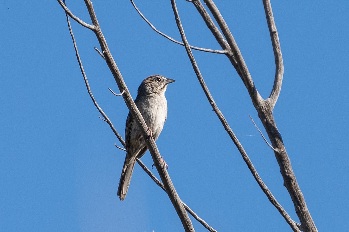 Rufous-crowned Sparrow - Pawel Michalak