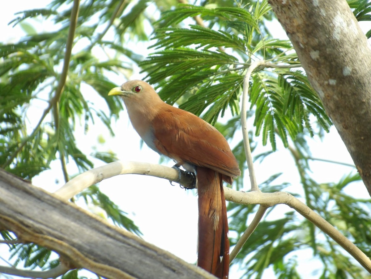 Squirrel Cuckoo - Samantha Jean