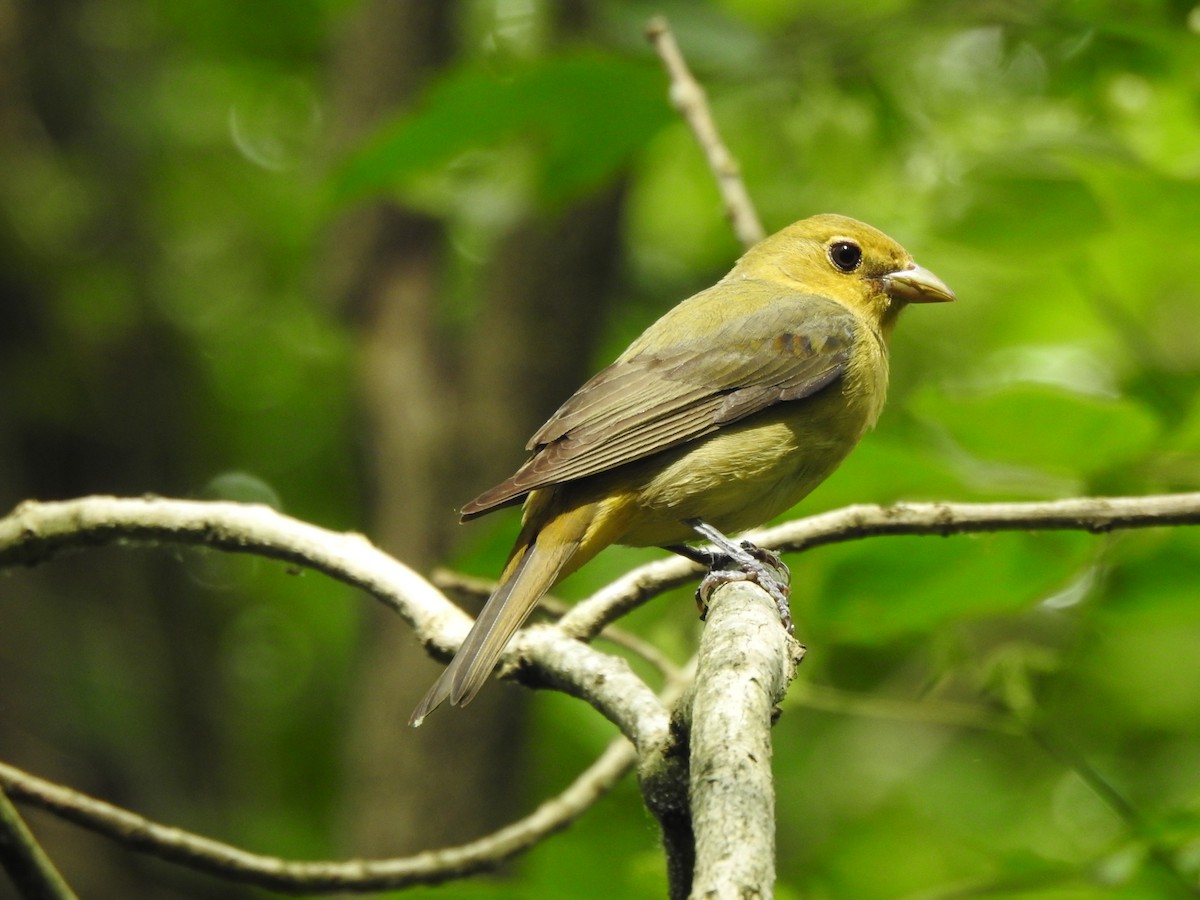 Scarlet Tanager - Ron Marek