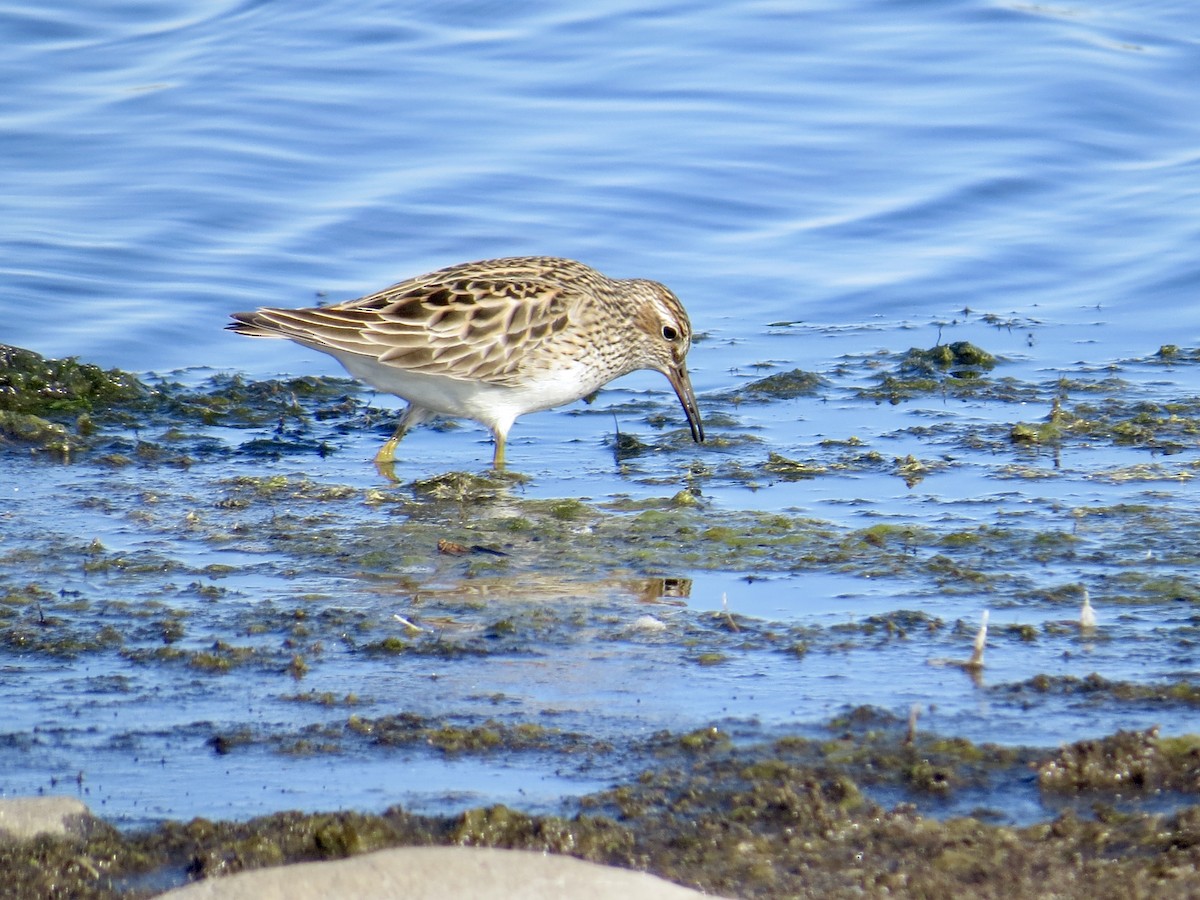 Pectoral Sandpiper - Sandy Proulx