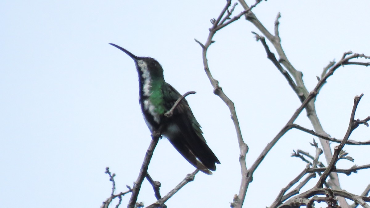 Black-throated Mango - José Achipis