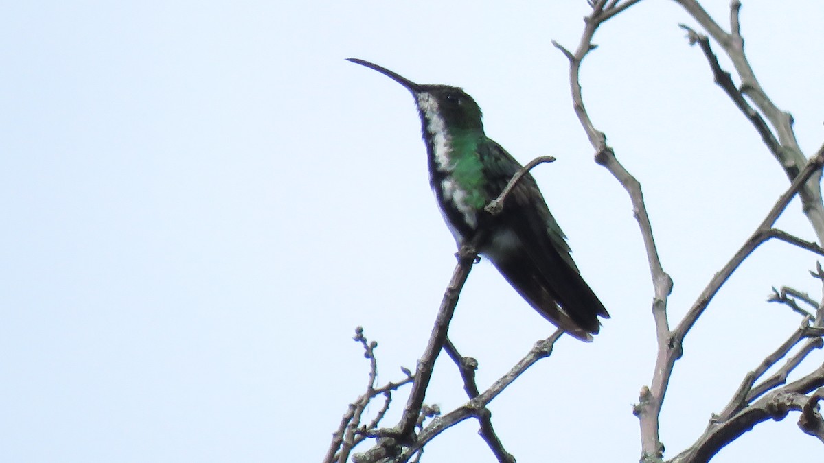 Black-throated Mango - José Achipis