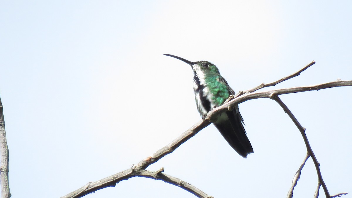 Black-throated Mango - José Achipis