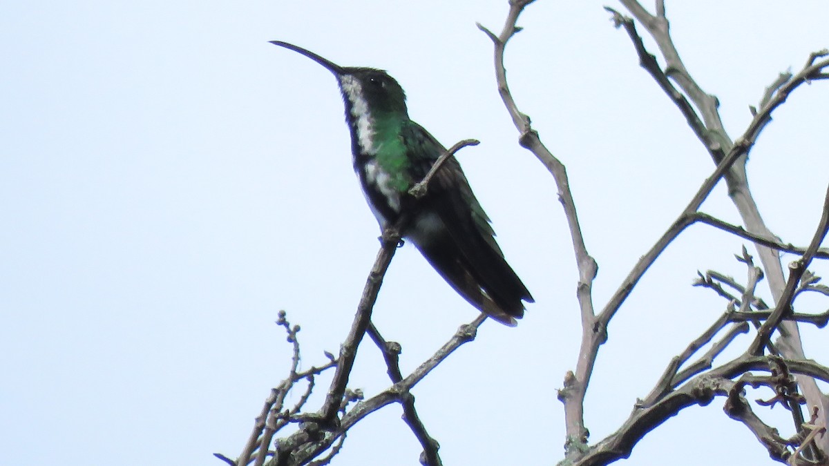 Black-throated Mango - José Achipis