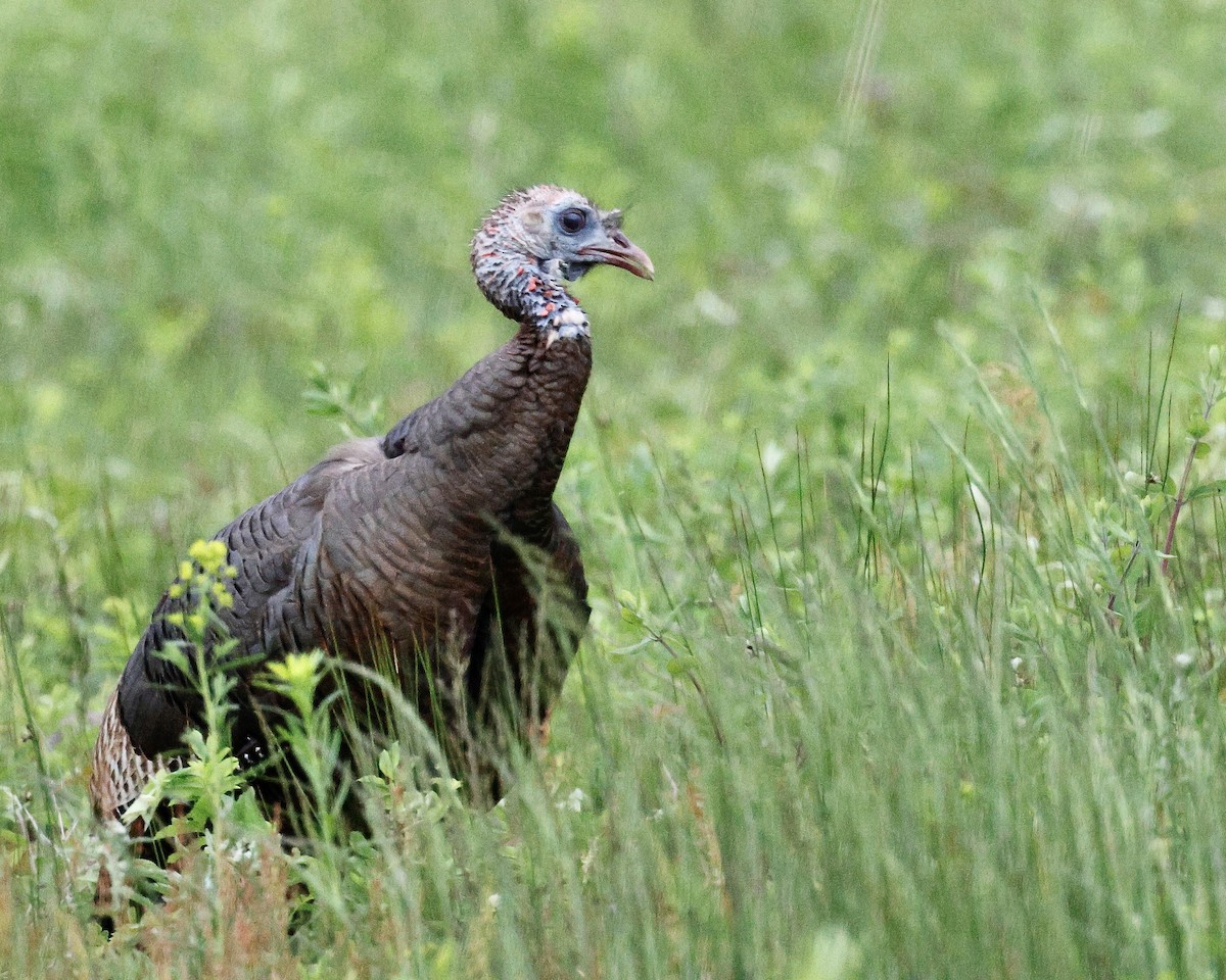 Wild Turkey - Cate Hopkinson