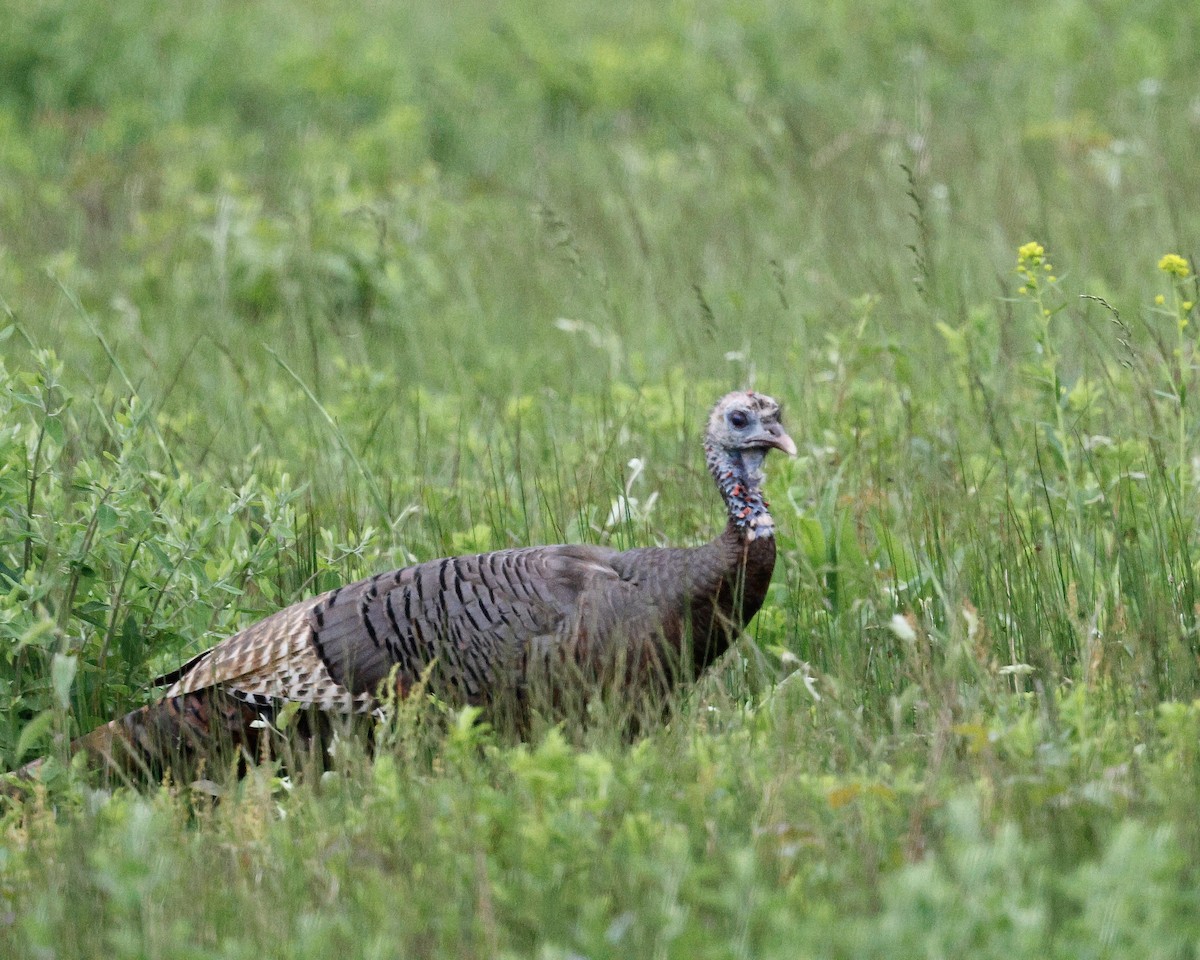 Wild Turkey - Cate Hopkinson