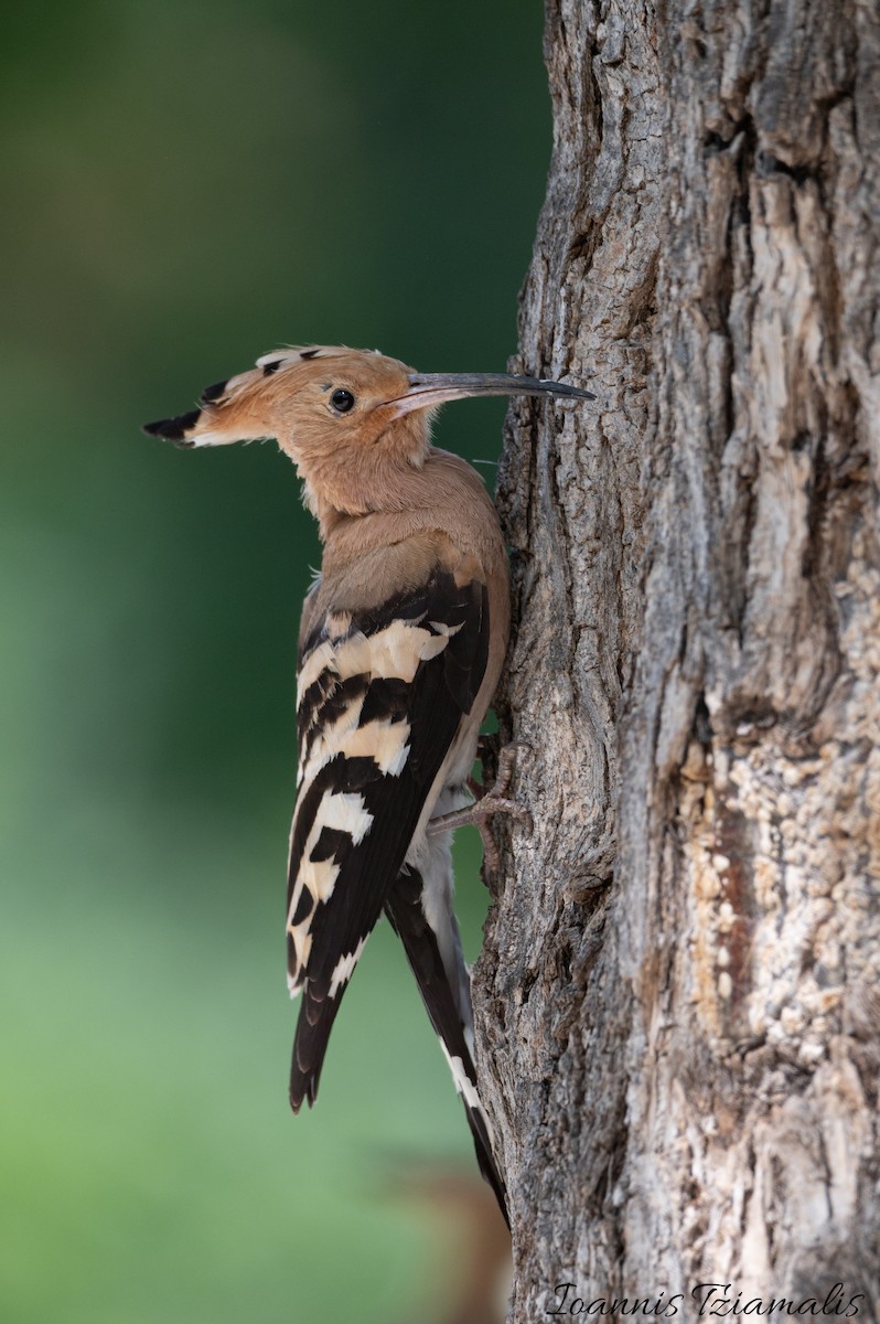 Eurasian Hoopoe - Ioannis Tziamalis