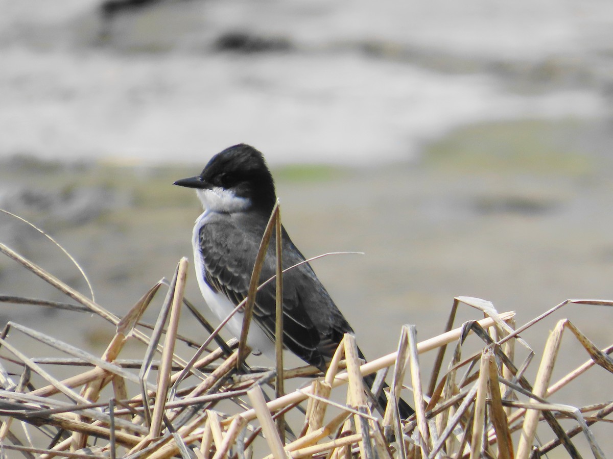 Eastern Kingbird - Ernie LeBlanc