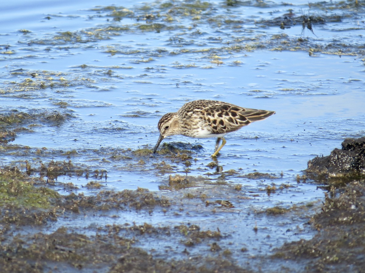 Least Sandpiper - Sandy Proulx