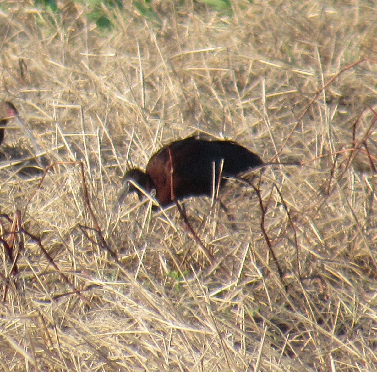 Glossy Ibis - ML619502970