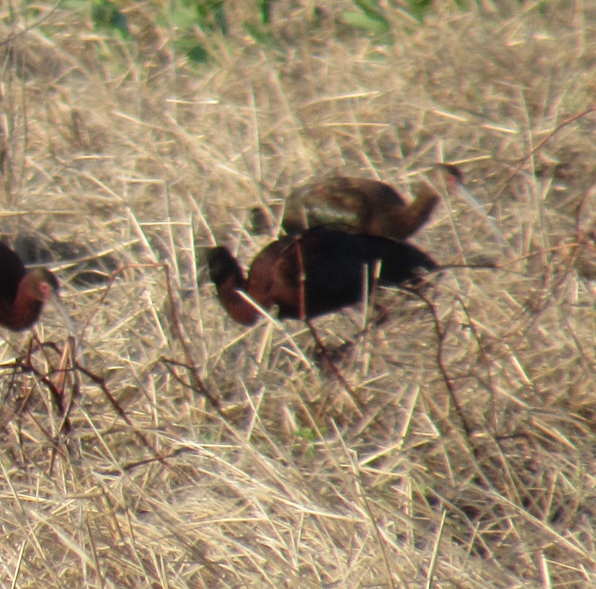 Glossy Ibis - ML619502972