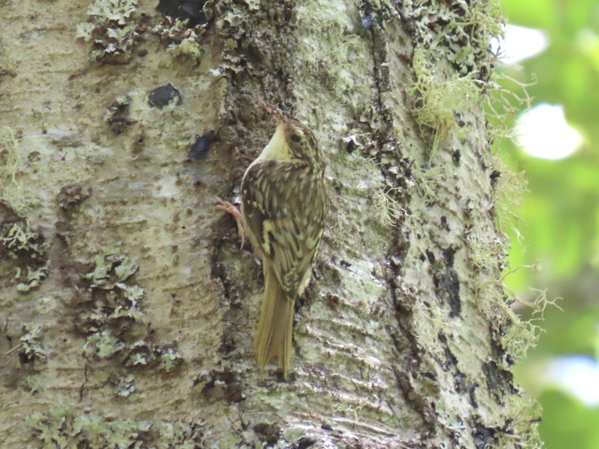 Brown Creeper - Alane Gray