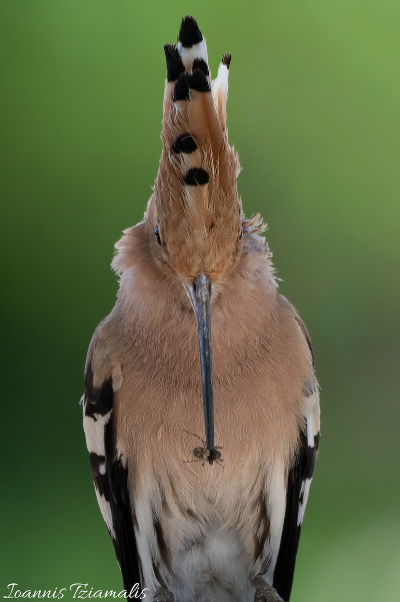 Eurasian Hoopoe - ML619502975