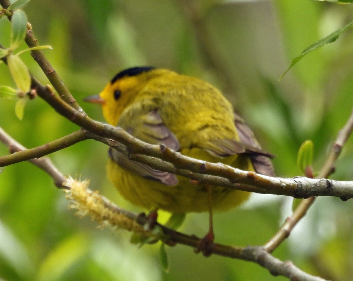 Wilson's Warbler - Sharon Dewart-Hansen