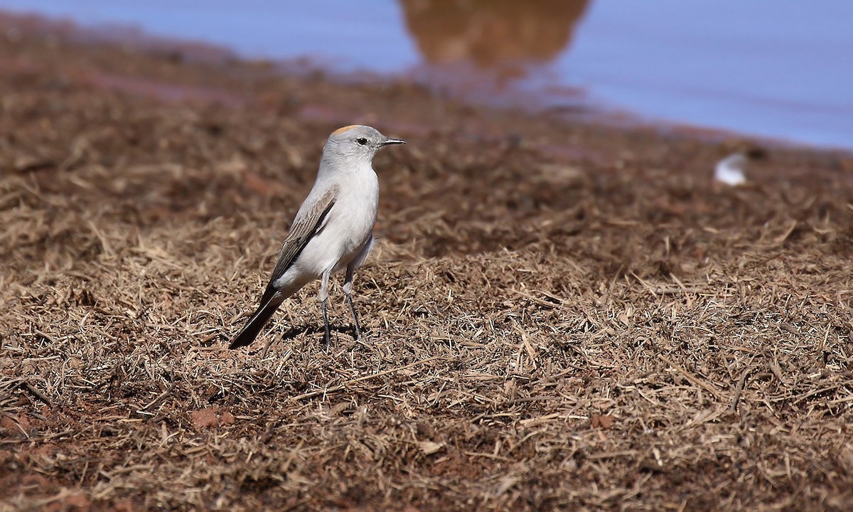 Rufous-naped Ground-Tyrant - Adrián Braidotti