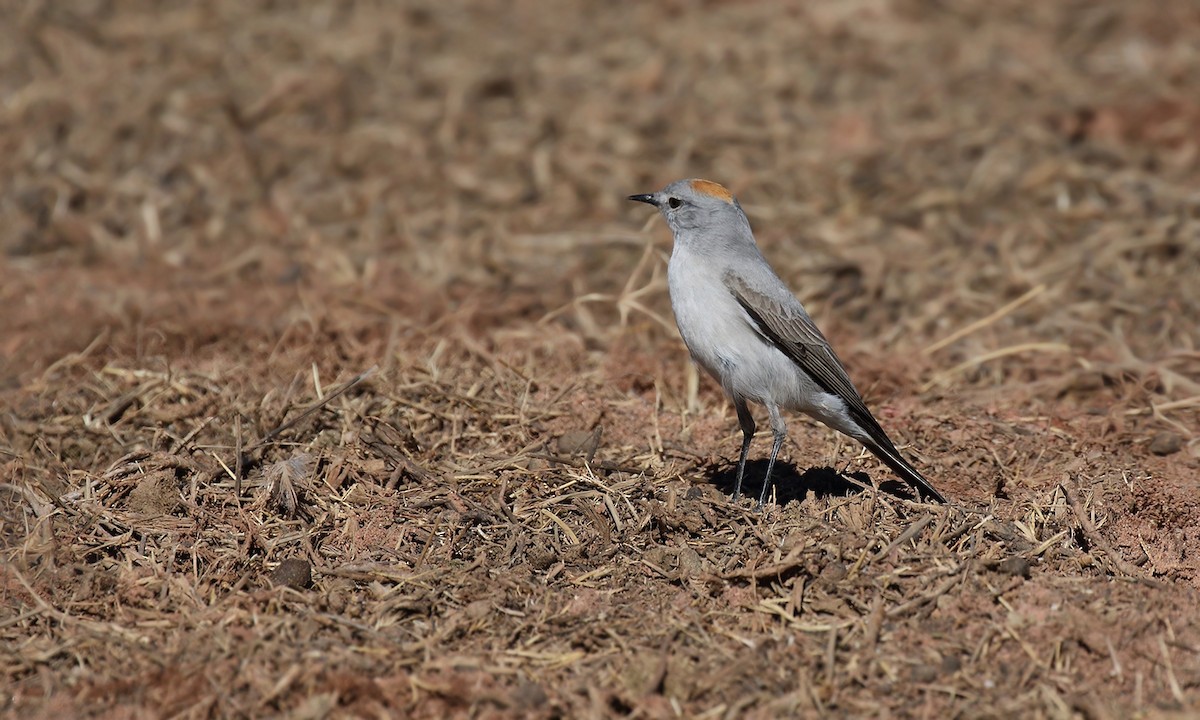 Rufous-naped Ground-Tyrant - Adrián Braidotti