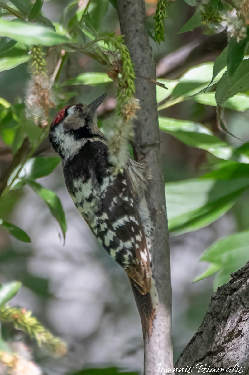 Lesser Spotted Woodpecker - Ioannis Tziamalis