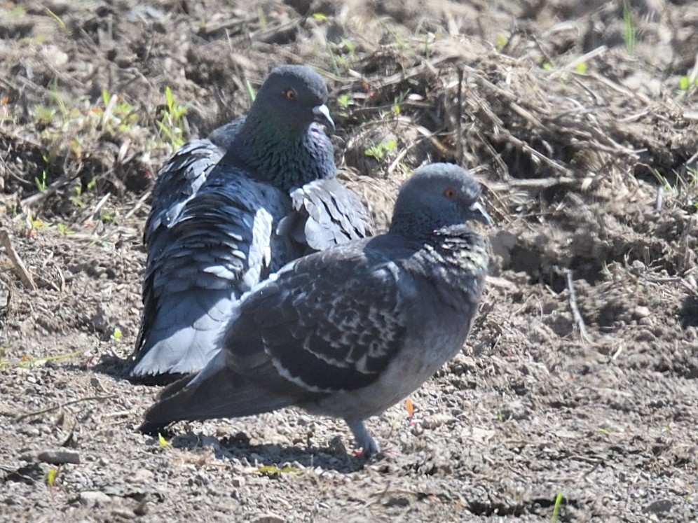 Rock Pigeon (Feral Pigeon) - Colin Fisher