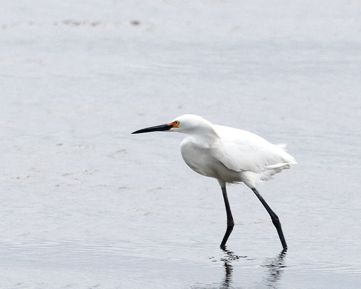 Snowy Egret - Cate Hopkinson