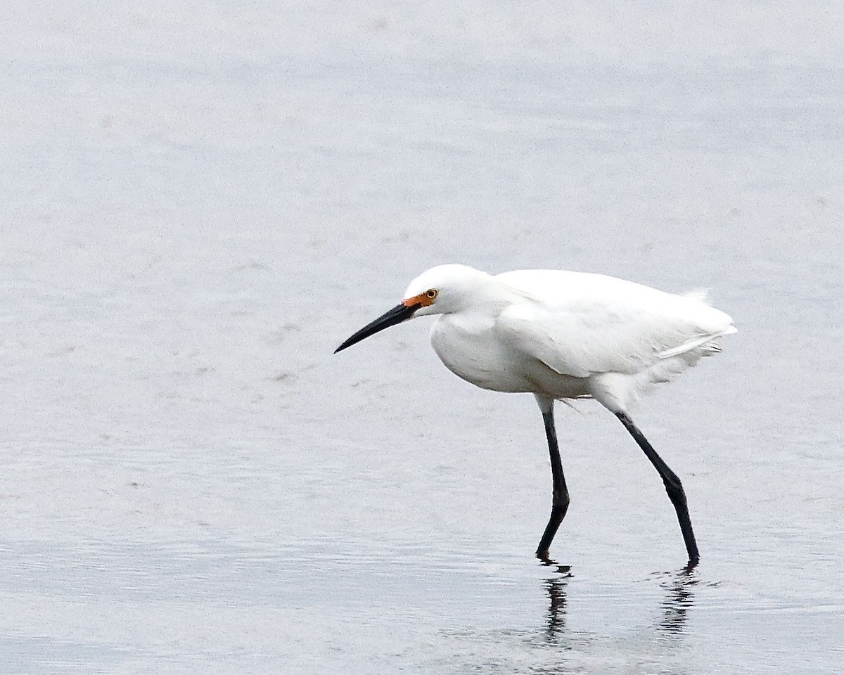 Snowy Egret - Cate Hopkinson