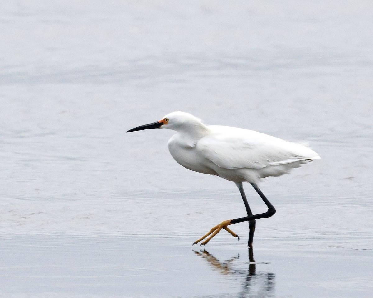 Snowy Egret - Cate Hopkinson