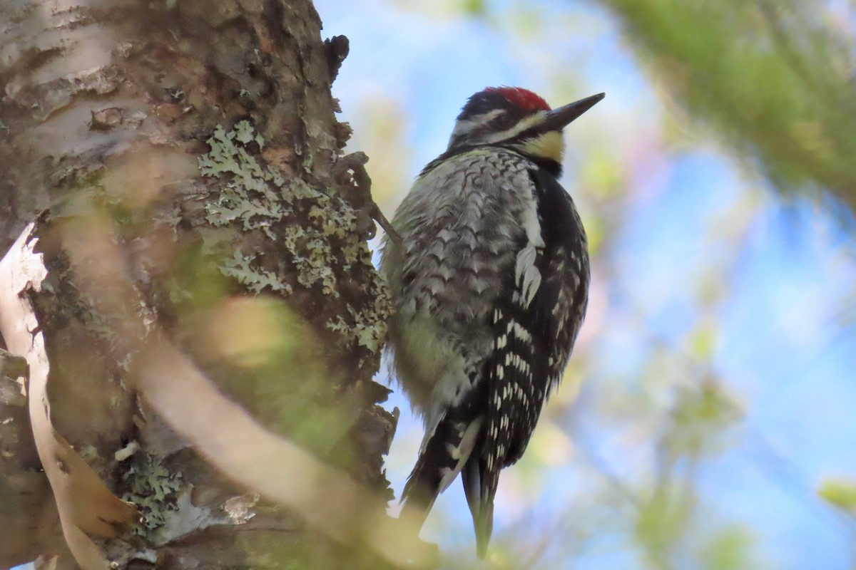 Yellow-bellied Sapsucker - John Zakelj