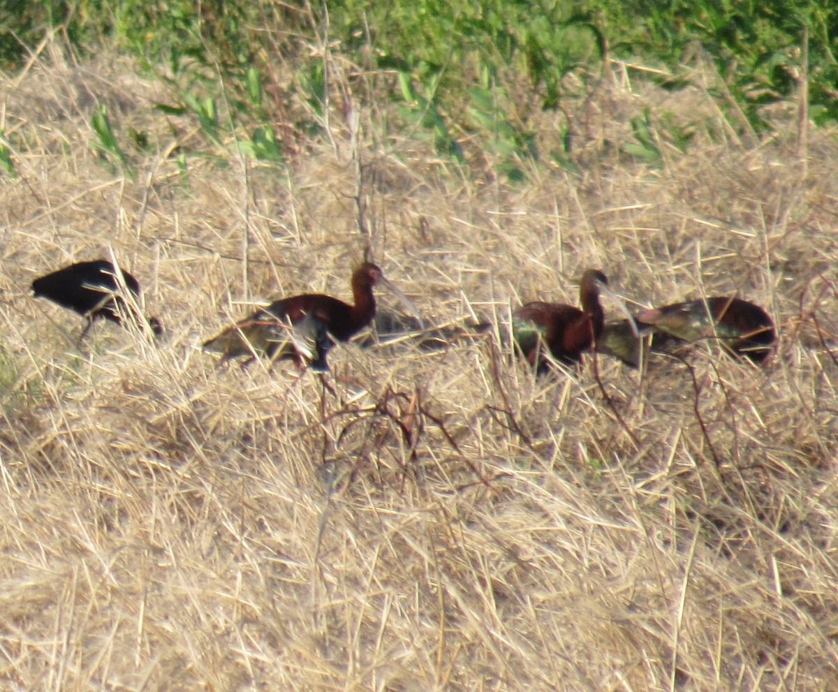 Glossy Ibis - ML619502995