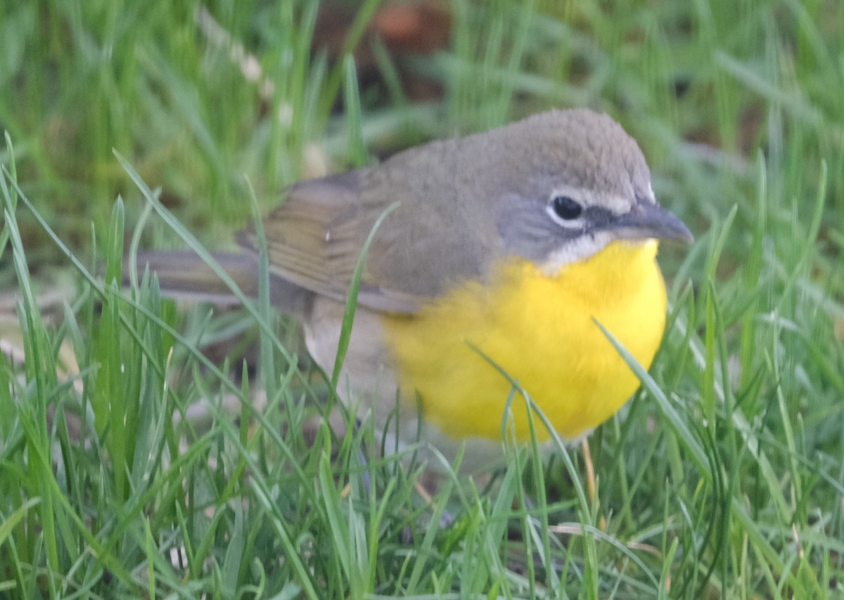 Yellow-breasted Chat - ML619503001